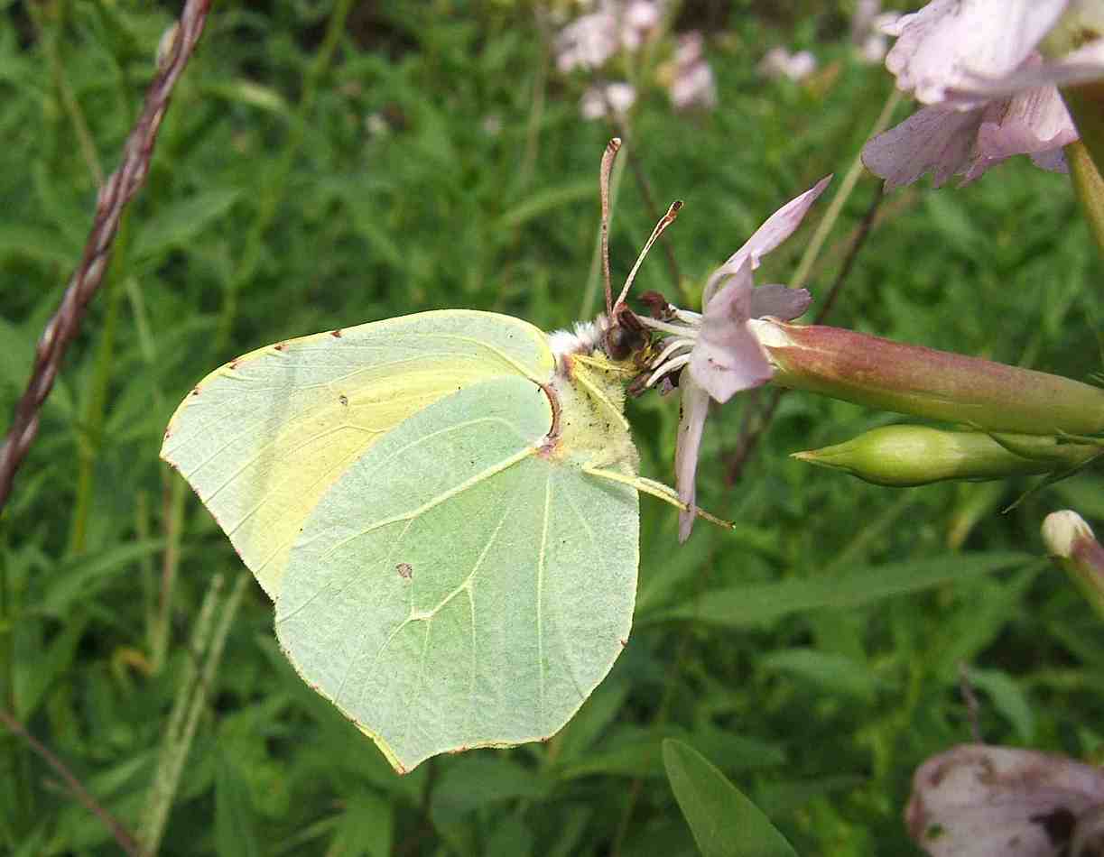 Gonepteryx cleopatra Gonepteryx cleopatra